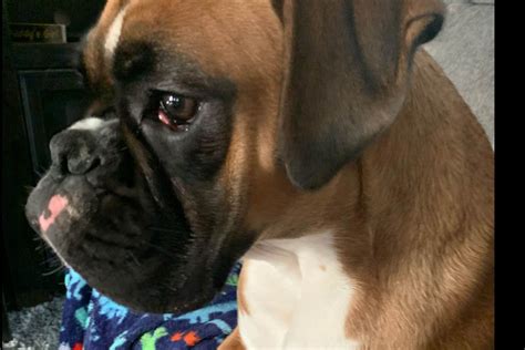 2 Boxer Puppies for Sale in Michigan. . Boxer puppies for sale west virginia
